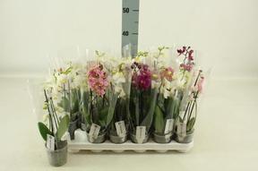 Phalaenopsis kolibri mix 2tak