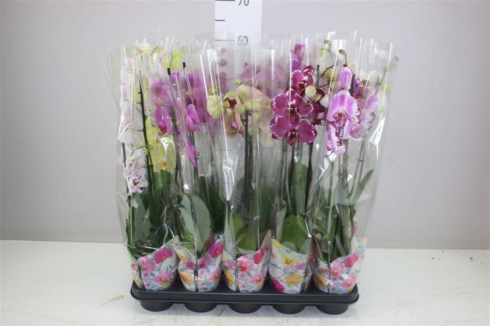 Phalaenopsis mix 2tak 16+