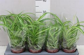 Chlorophytum Bonnie