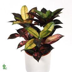 Codiaeum Mrs Iceton