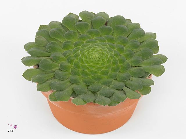 Aeonium arboreum