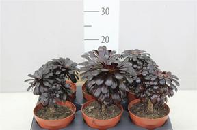 Aeonium arboreum