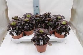 Aeonium arboreum