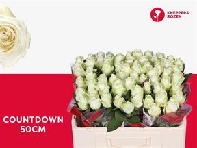 Rosa gr countdown
