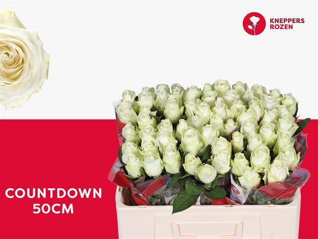 Rosa gr countdown