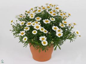 Chrysanthemum frut. CZ