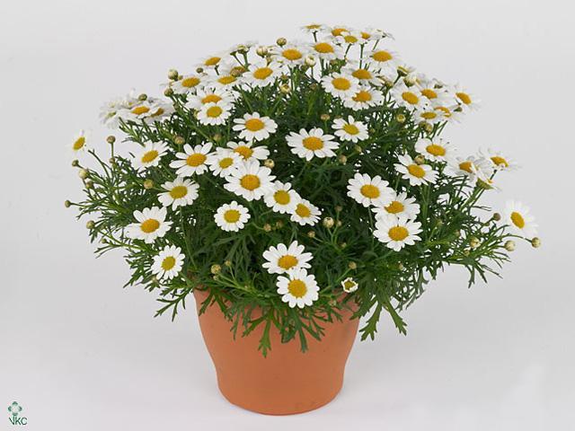 Chrysanthemum frut. CZ