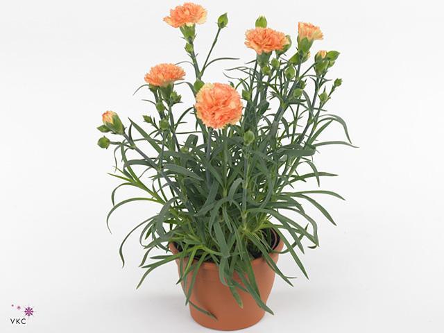 Dianthus mix NL