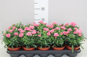 Dianthus mix NL