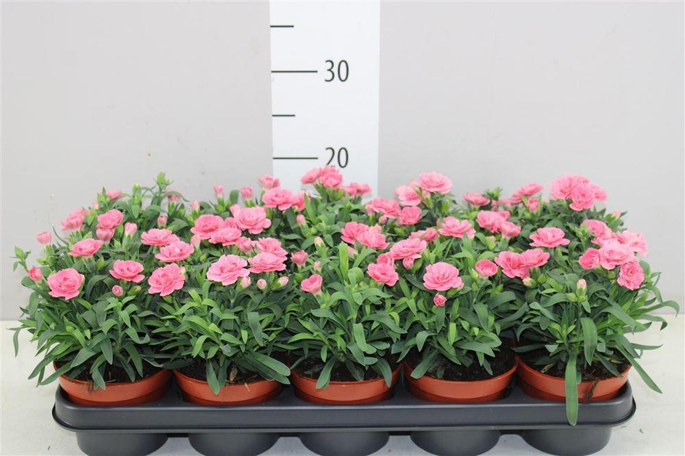 Dianthus mix NL