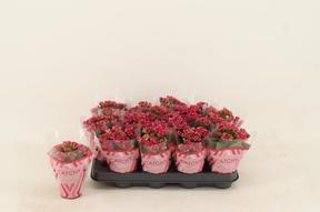 Kalanchoe Calandiva mix