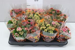 Kalanchoe Calandiva mix