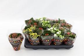 Kalanchoe Calandiva mix
