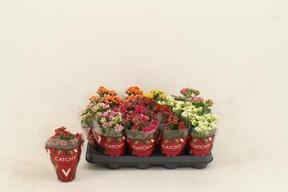 Kalanchoe Calandiva mix