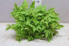 Ipomea batatas