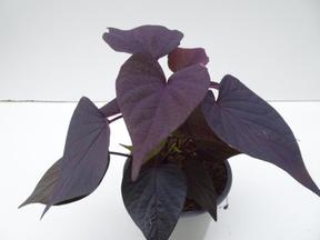 Ipomea batatas