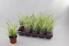 Chlorophytum variegatum