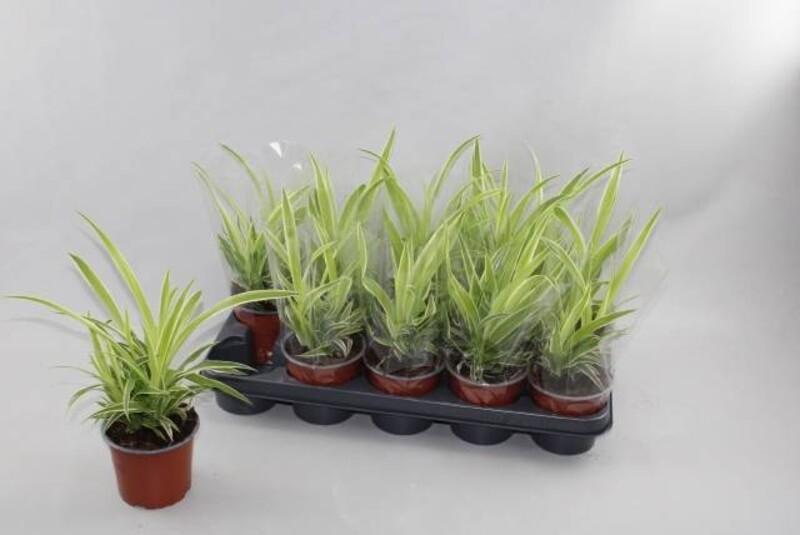 Chlorophytum variegatum