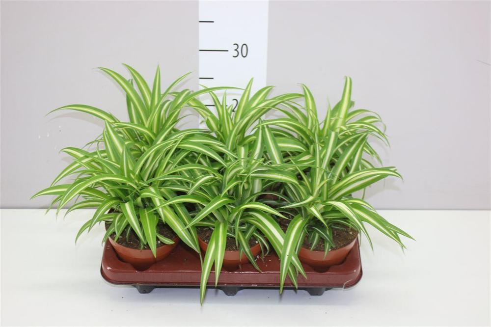 Chlorophytum variegatum