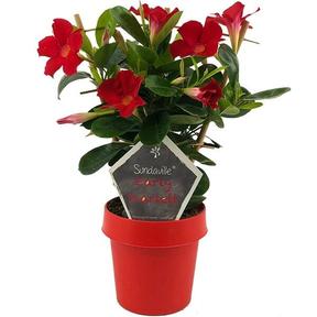 Mandevilla koker