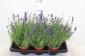 Lavandula angustifolia Hidcote