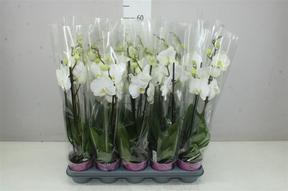 Phalaenopsis white 2tak 18+