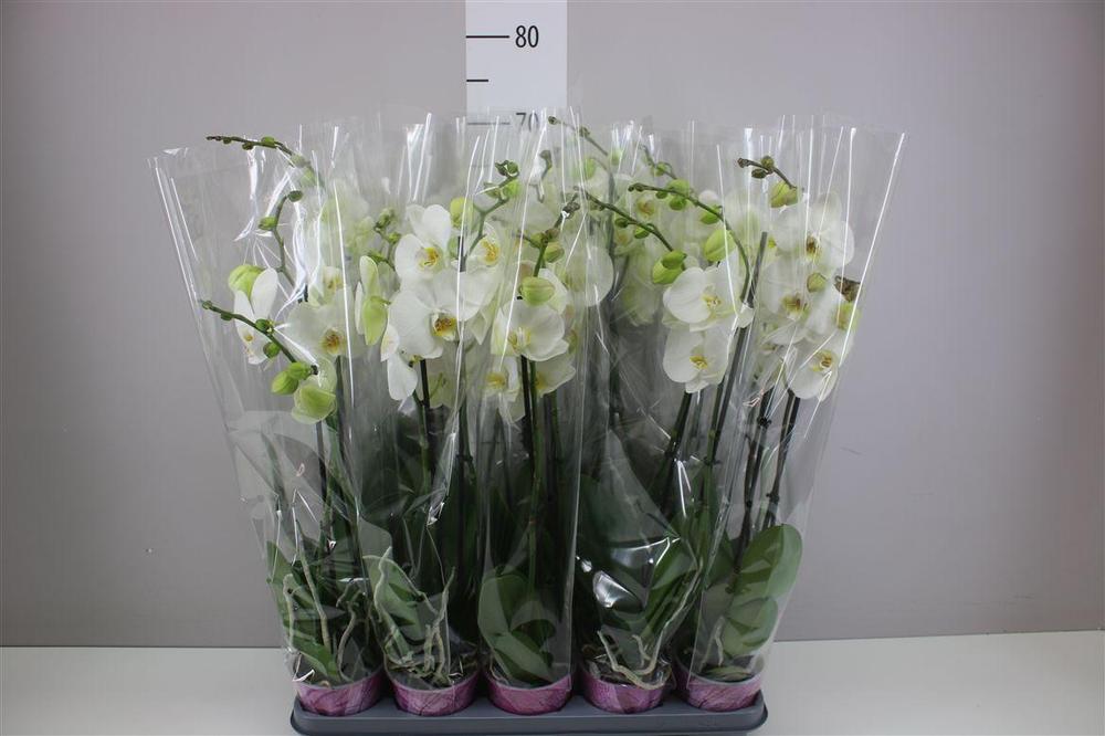 Phalaenopsis white 2tak 18+