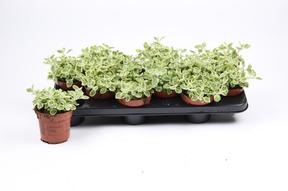 Helichrysum petiolare