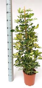 Schefflera arboricola Gold Capella