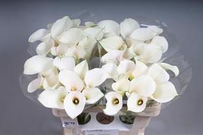 Zantedeschia captain ventura