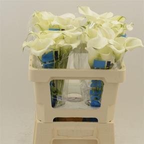 Zantedeschia captain ventura