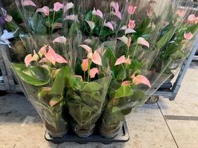 Anthurium Joli 5+