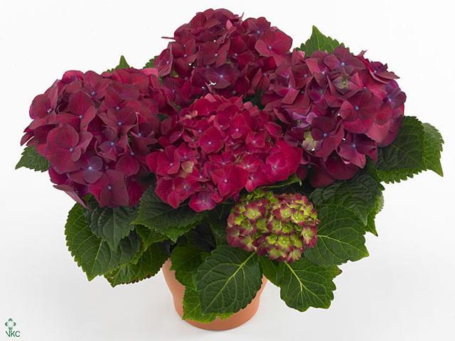 Hydrangea River Red 10+