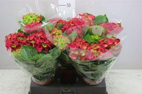 Hydrangea River Red 10+