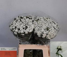 Dianthus barbathus will white