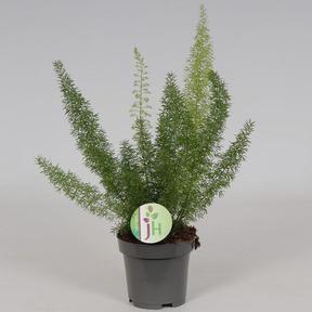 Asparagus densiflorus Meyers