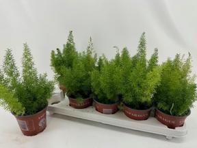 Asparagus densiflorus Meyers