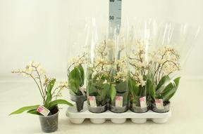 Phalaenopsis multiflora white 3tak