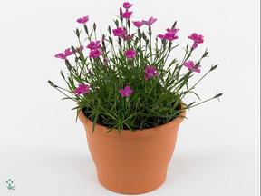 Dianthus Kahori Pink