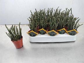 Crassula Rhapsody Pink