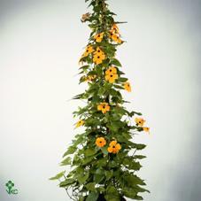 Thunbergia alata