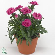 Dianthus Pink Kisses