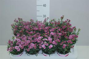 Dianthus Pink Kisses