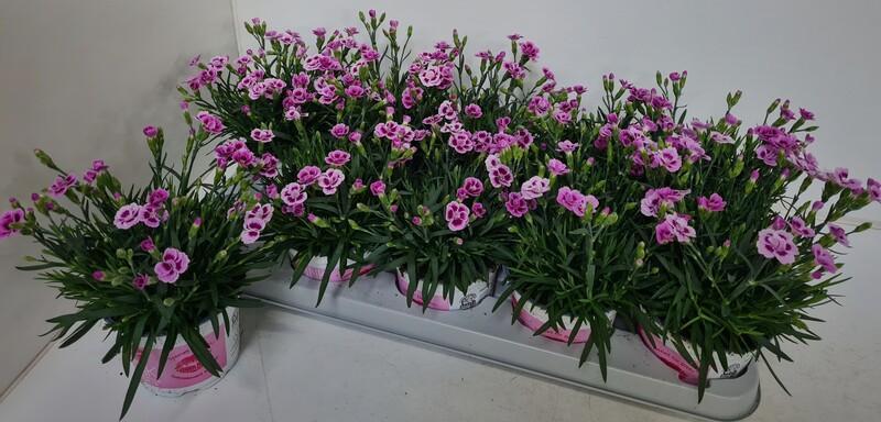 Dianthus Pink Kisses