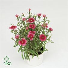 Dianthus Strawberry Eyes