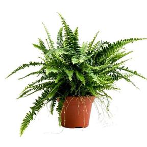 Nephrolepis