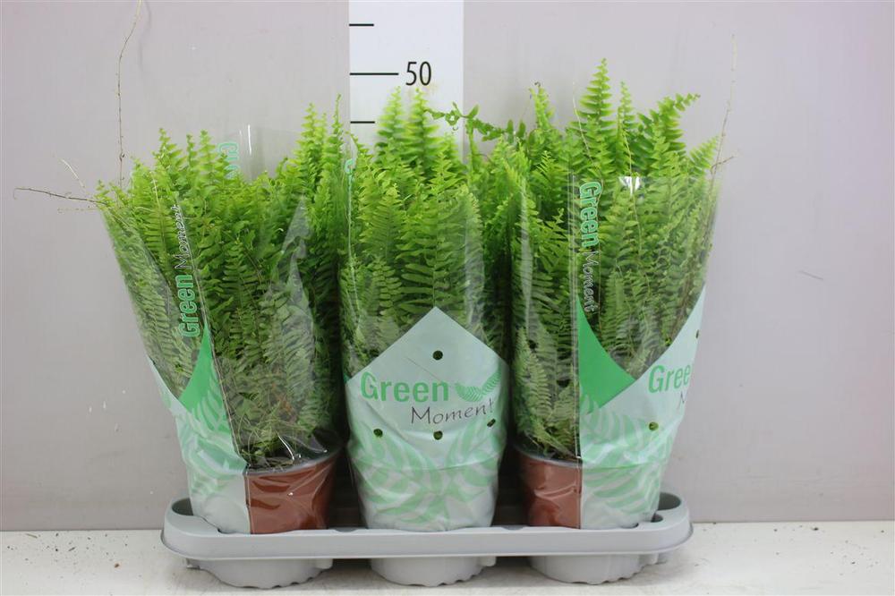 Nephrolepis Green Moment