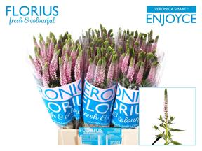 Veronica smart enjoyce