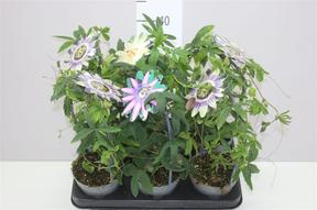 Passiflora mix