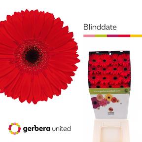 Gerbera diamond blinddate